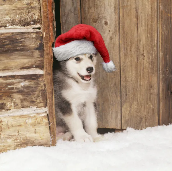 13131246. Alaskan Malamute Dog Our beautiful Wall Art and Photo Gifts include Framed Prints Photo Prints Poster Prints Canvas Prints Jigsaw Puzzles Metal Prints and so much more