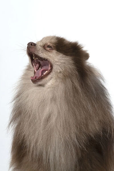 13131601. DOG. Pomeranian, head & shoulders, face, expression