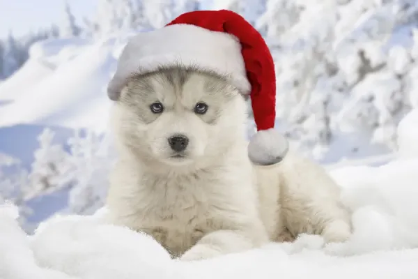 Husky Puppy in Christmas Hats Winter Art Prints, Posters