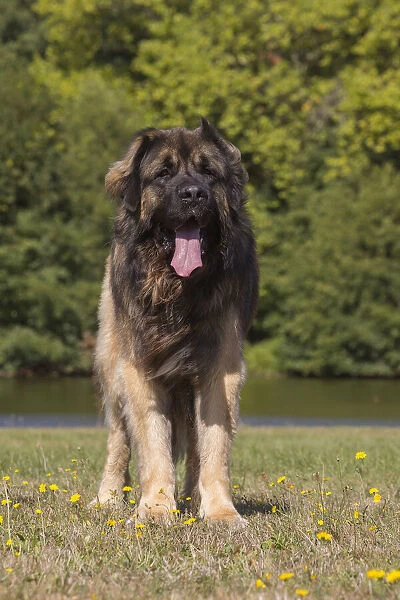 13131841. Leonberger dog outdoors Date
