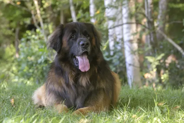 Leonberger Dog Outdoor Print March Art Prints, Posters