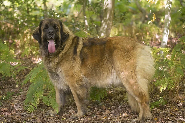 13131863. Leonberger dog outdoors Date