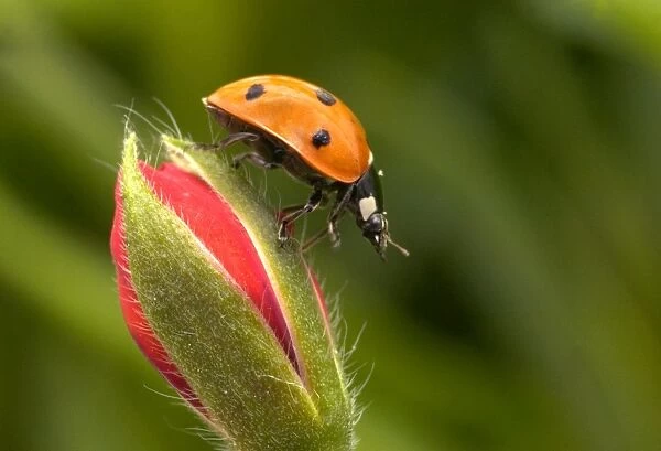 7-Spot Ladybird - On flower