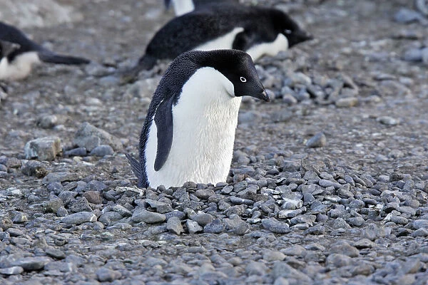 Adelie Penguin - sitting on nest made from pebbles. Brown Bluff - Antarctic Peninsula