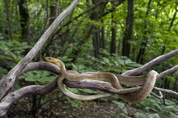 Aesculapian Snake - in habitat - Liguria - Italy