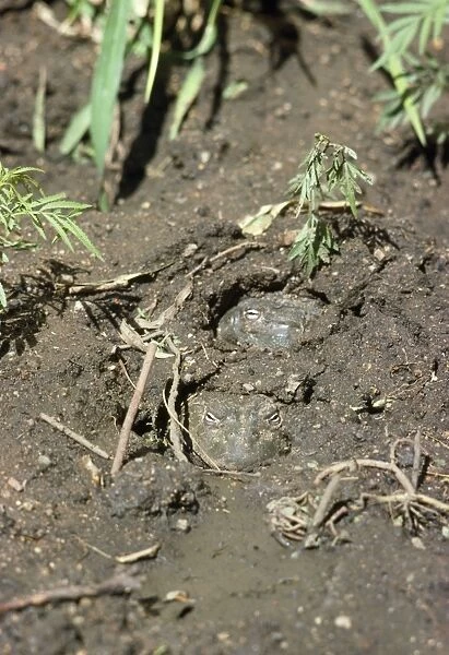 African Bull Frog - burried in mud