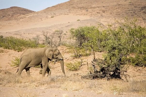 African Elephant - Bull standing in typical desert environment Huab River, Damaraland, Western Namibia, Africa