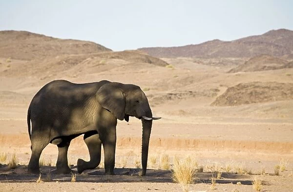 African Elephant - Bull in typical rugged desert habitat Huab River, Damaraland, Western Namibia, Africa