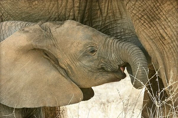 African Elephant - close-up of calf. Kenya - Africa