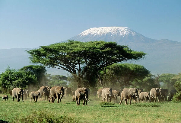 African ELEPHANT - herd infront of Mt. Kilimanjaro