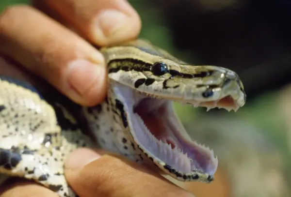 African Rock Python - showing teeth