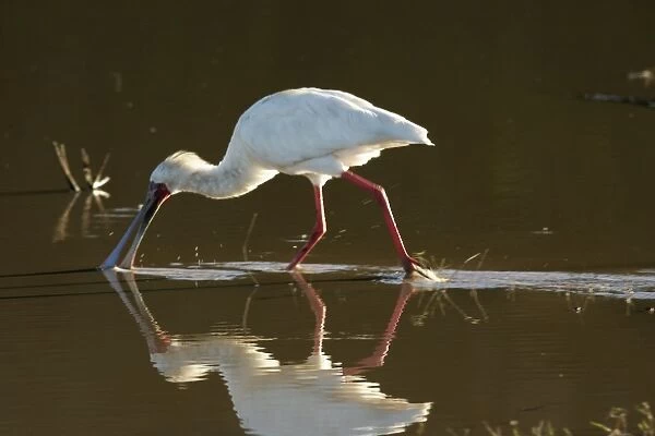 African Spoonbill - feeding in water. South Luangwa Valley National Park - Zambia - Africa