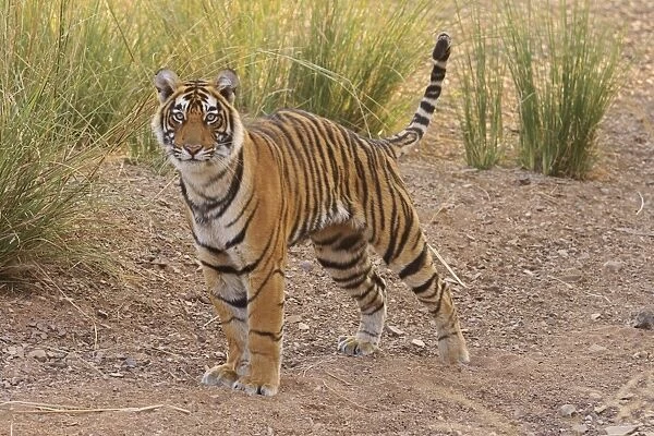 Alert Royal Bengal Tiger, Ranthambhor National Park, India