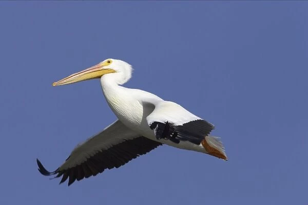 American White Pelican - in flight Ding Darling NWR, florida, USA BI001063