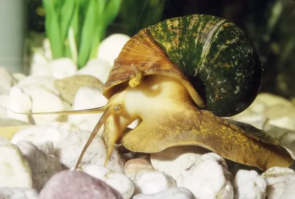 Apple Snail freshwater Our beautiful Wall Art and Photo Gifts include ...