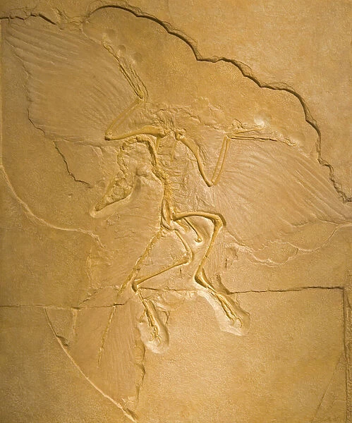 Archeopteryx Fossil - The earliest most primitive bird. Transitional fossl