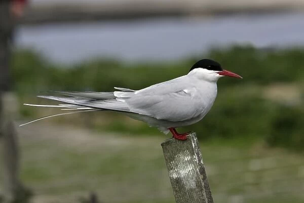 Arctic Tern-sitting on post, Farne Islands, Northumberland UK