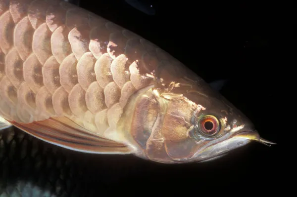 Asian Arowana Threatened. Quiet rivers of Southeast Asia