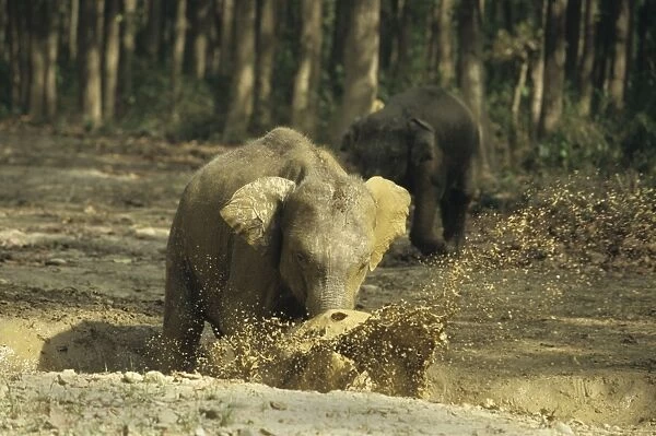 Asian  /  Indian Elephant - Calf splashing the waterhole filled with rain water Corbett National Park, India
