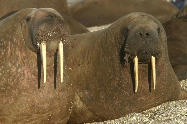 Atlantic  /  Whiskered Walrus - males resting on beach. North Spitzbergen. Svalbard