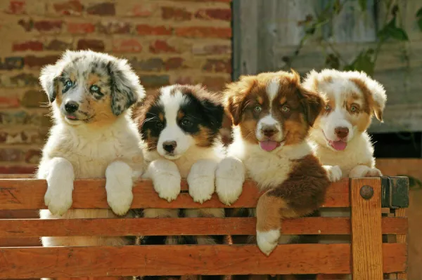 Australian Sheep Dogs - Puppies looking over fence