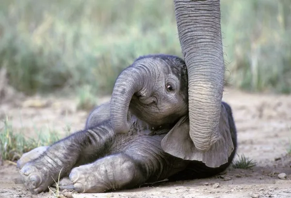 Baby Elephant Kenya. LA-675. Elephant - baby lying on ground