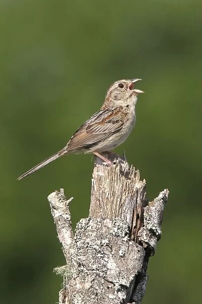Bachman's Sparrow - singing, on territory. Florida, USA