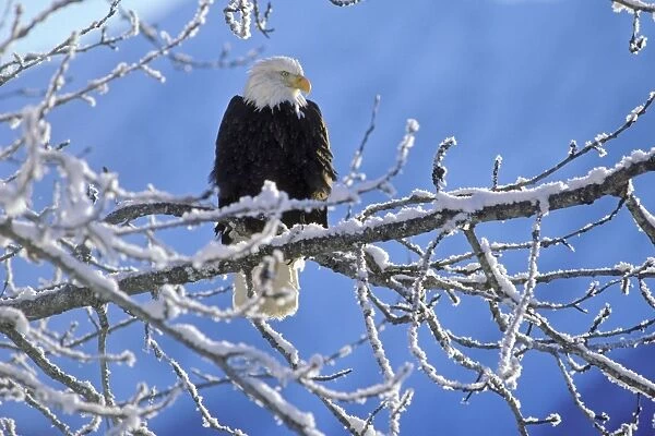 Bald Eagle - perched on tree limb after winter snow. BE1430