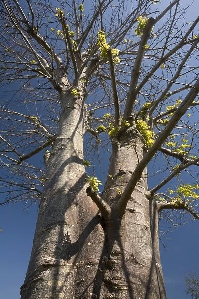 Baobab tree, in cultivation. Africa