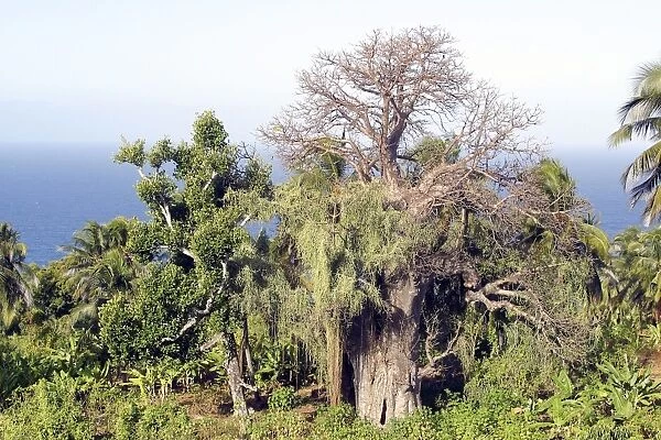 Baobab Tree Mayotte Island Indian Ocean
