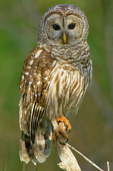 Barred Owl - on perch, Atchafalya River basin