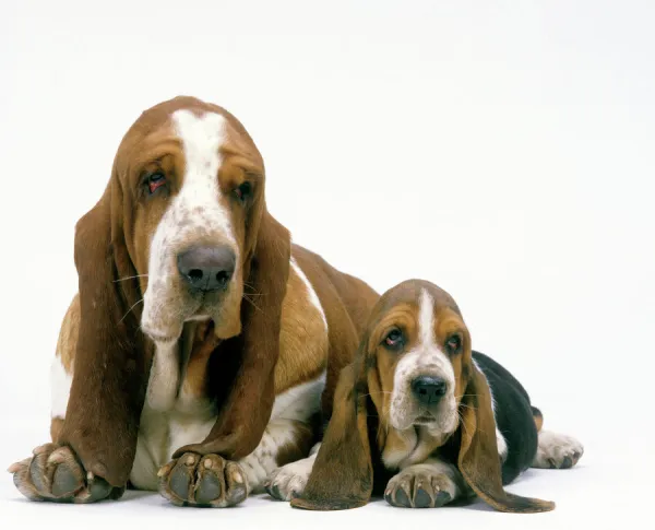 Basset Hound Dogs - Two lying together