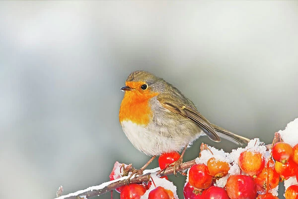 BB-2065-M. Robin - on snow covered crab apples - Bedfordshire UK