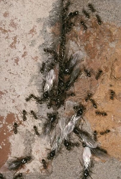 Black Ants JLMO 1972 Swarming Lasius niger © John Mason  /  ARDEA LONDON