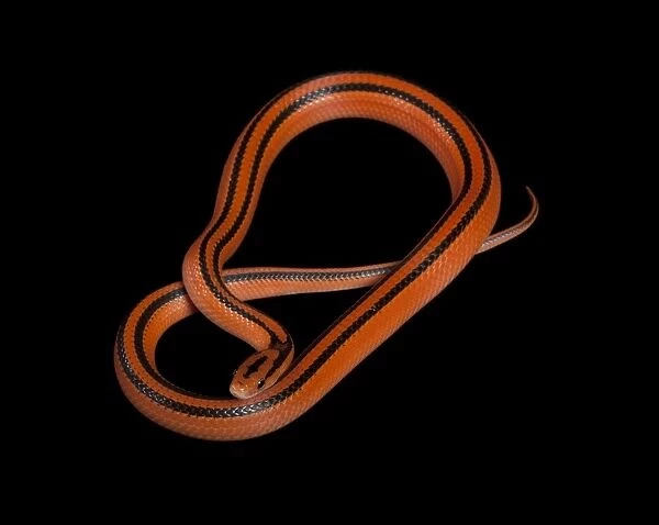 Black-banded Trinket Snake  /  Thai Bamboo Ratsnake  /  Red Mountain Racer - Asia