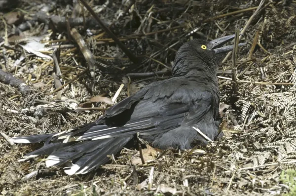 Black Currawong - sunbathing - endemic to Tasmania - Leven Canyon, Tasmania, Australia