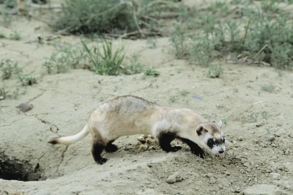 Black-footed ferret Eastern Montana. MI779