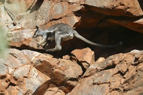 Black-footed Rock-wallaby Near Hugh River, West MacDonnell National Park, Nthn Territory, Australia