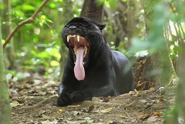 Black Jaguar Panther, yawning Belize