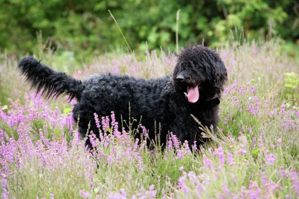 Black labradoodle standing in field