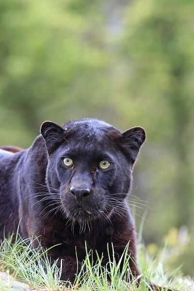 Black Leopard - snarling