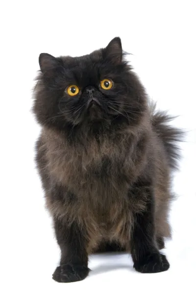 Black store persian cat
