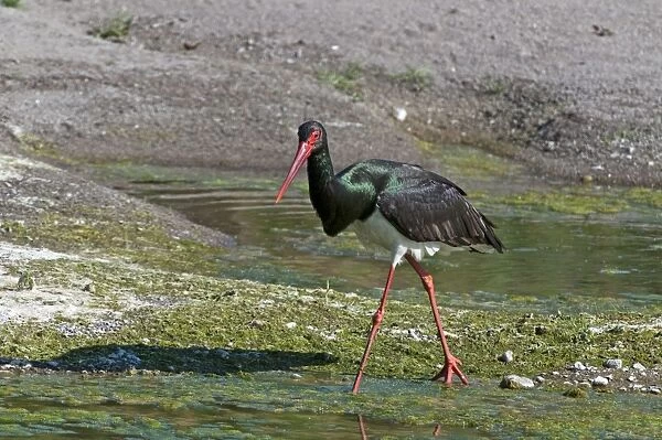 Black Stork - walking along in edge of river - Lesvos