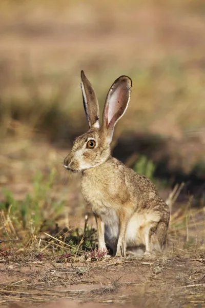 Black-tailed Jackrabbit. Portal Arizona in July. USA