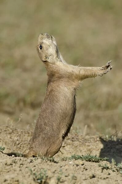 Black-tailed Prairie Dog - town  /  colony - one prairie dog doing 'jump-yip' signal behaviour - Northern Great Plains - USA (whilst not definitive)