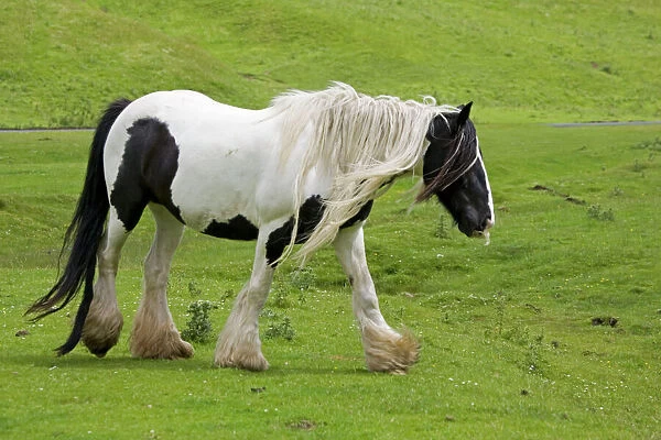 Black and white piebald horse trotting North Yorkshire Moors UK