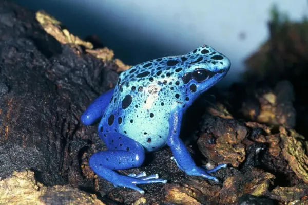 Dendrobates azureus Blue Poison Dart Frog Print Art