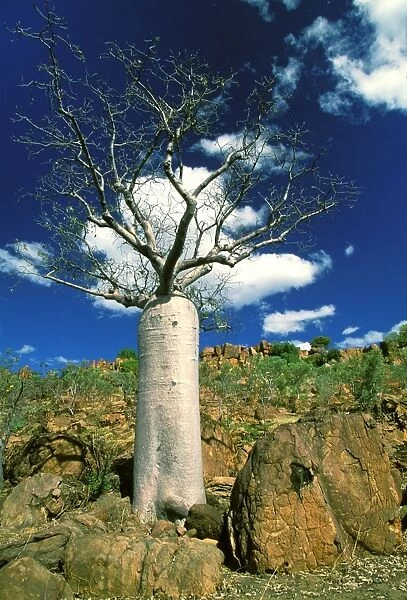 Boab Tree - symbol of the Kimberley - Kimberley - Western Australia JLR07896