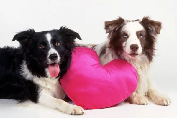 Border Collie Dog - two with heart cushion