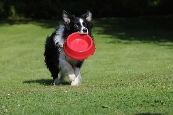 Border Collie Dog - holding bowl outside